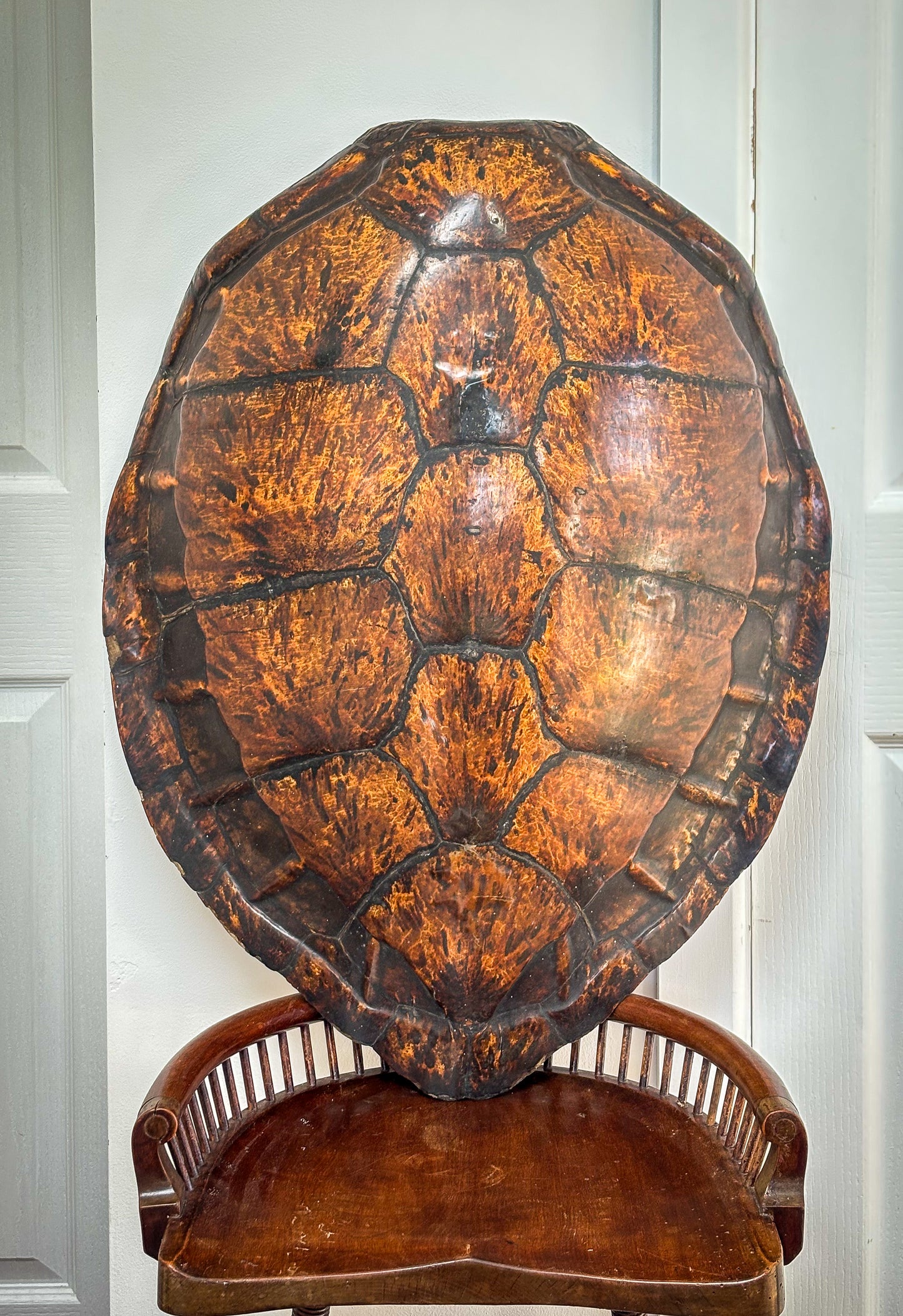 19th-Century Hawksbill Turtle Shell and Skull (Eretmochelys imbricata)