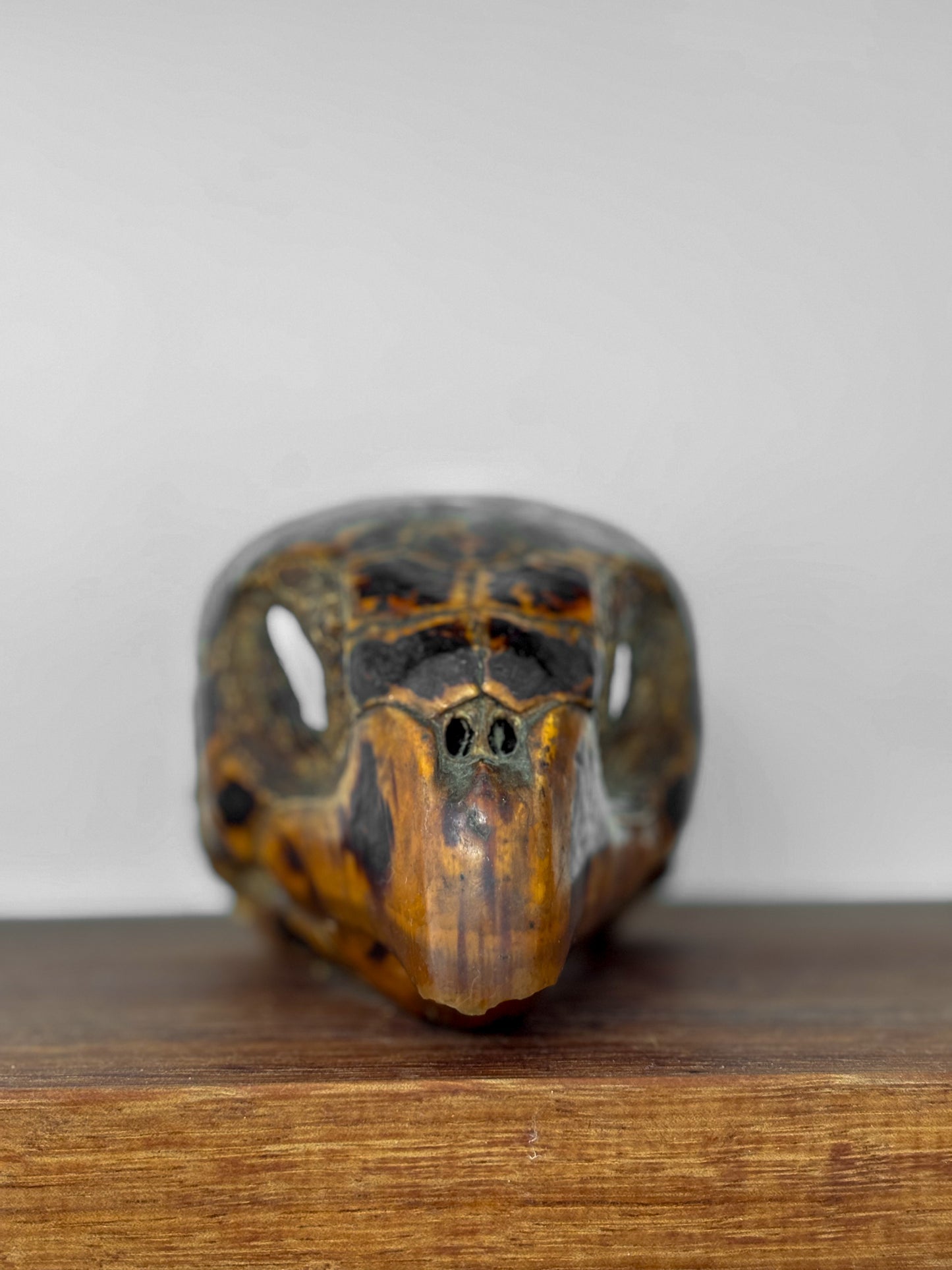 19th-Century Hawksbill Turtle Shell and Skull (Eretmochelys imbricata)