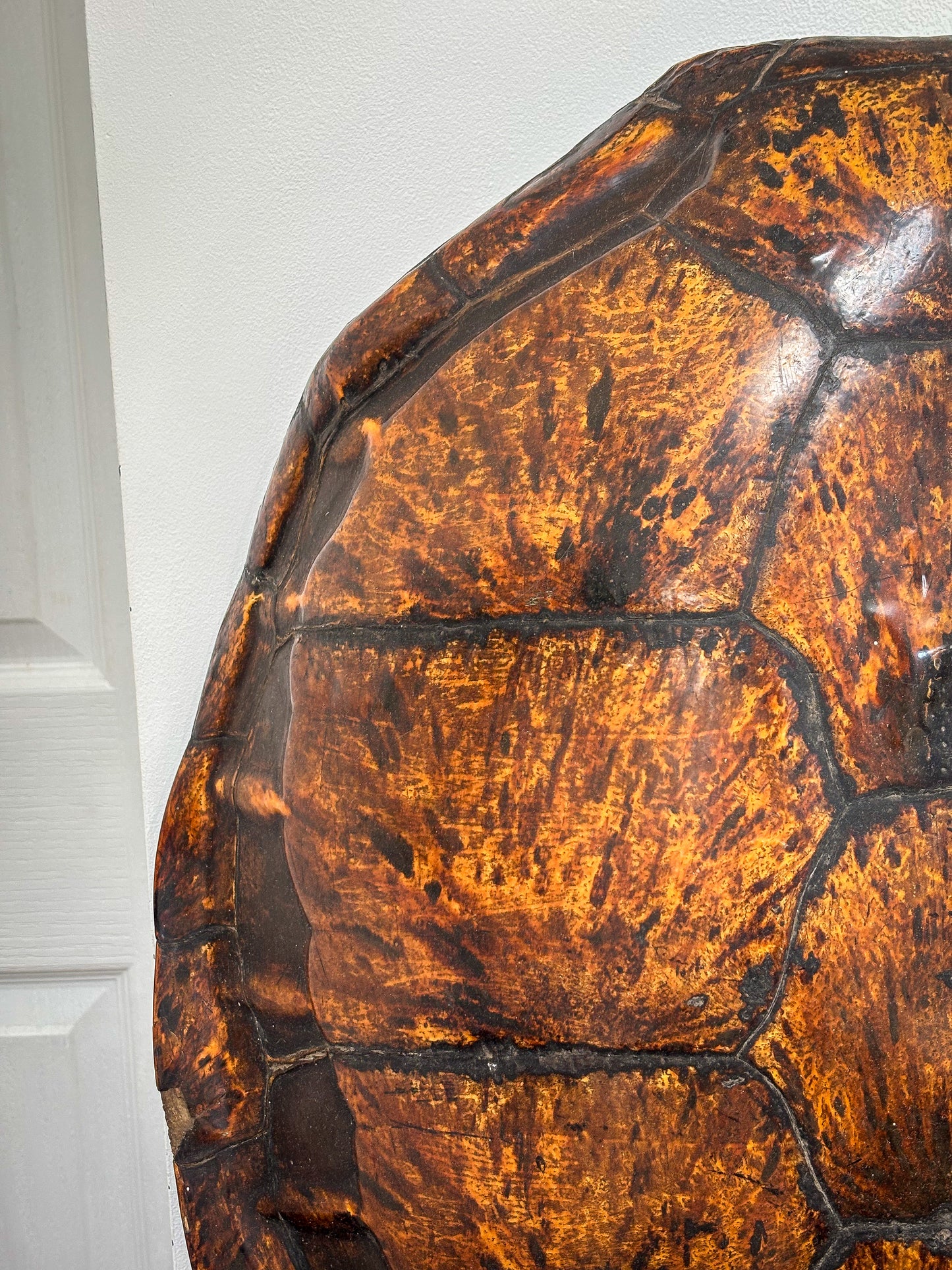 19th-Century Hawksbill Turtle Shell and Skull (Eretmochelys imbricata)