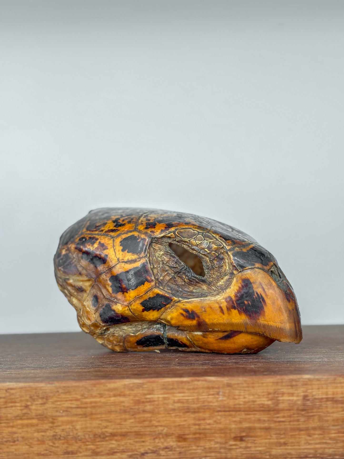 19th-Century Hawksbill Turtle Shell and Skull (Eretmochelys imbricata)