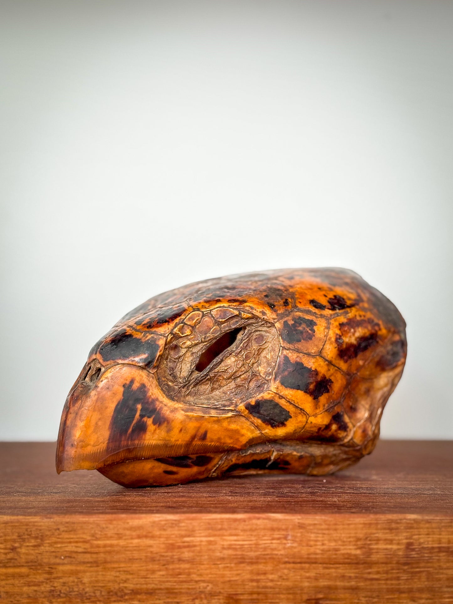 19th-Century Hawksbill Turtle Shell and Skull (Eretmochelys imbricata)