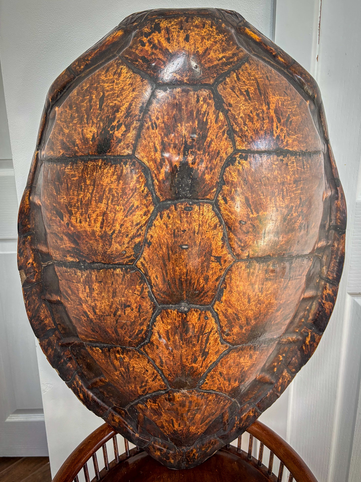 19th-Century Hawksbill Turtle Shell and Skull (Eretmochelys imbricata)