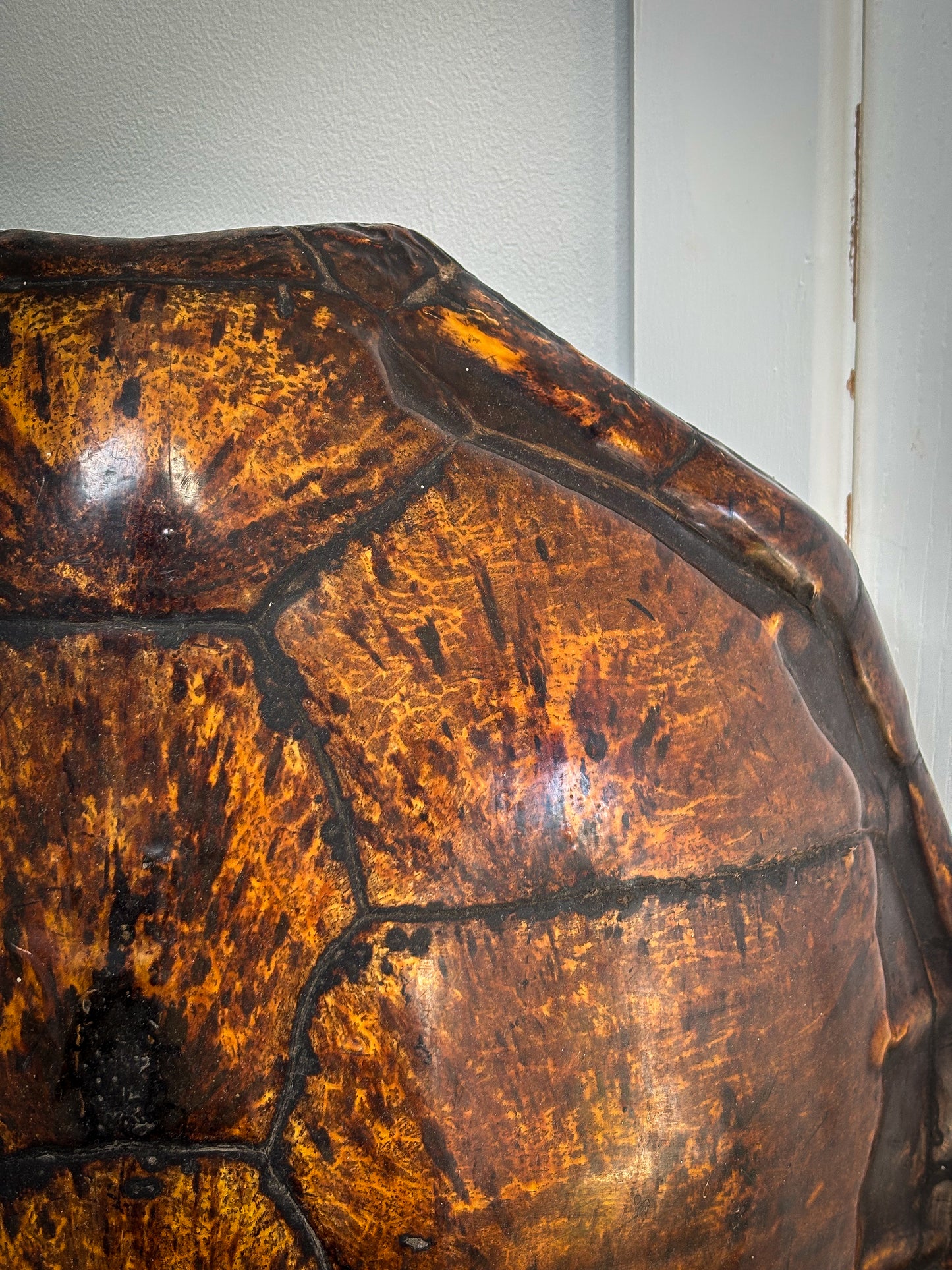 19th-Century Hawksbill Turtle Shell and Skull (Eretmochelys imbricata)