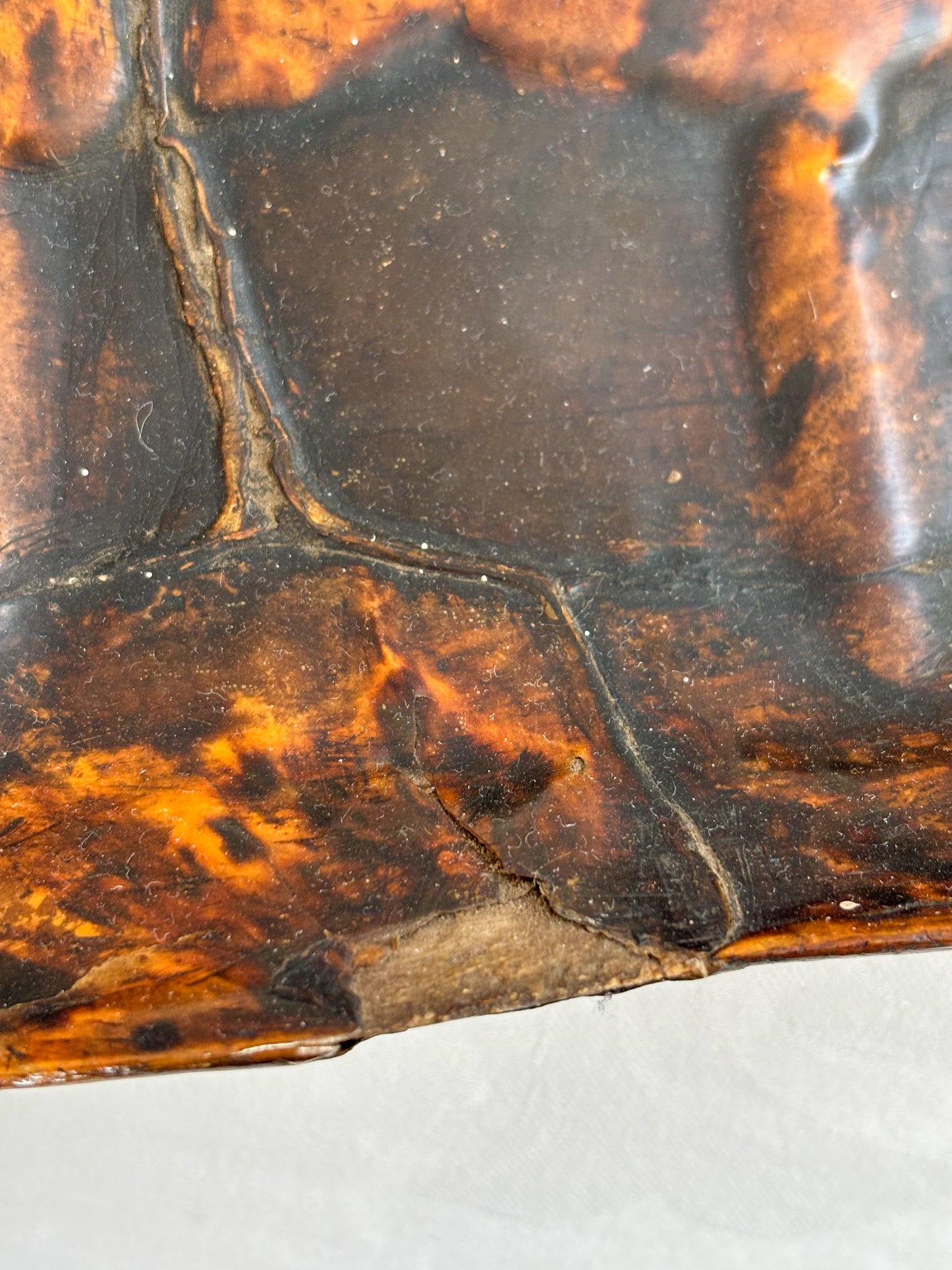 19th-Century Hawksbill Turtle Shell and Skull (Eretmochelys imbricata)