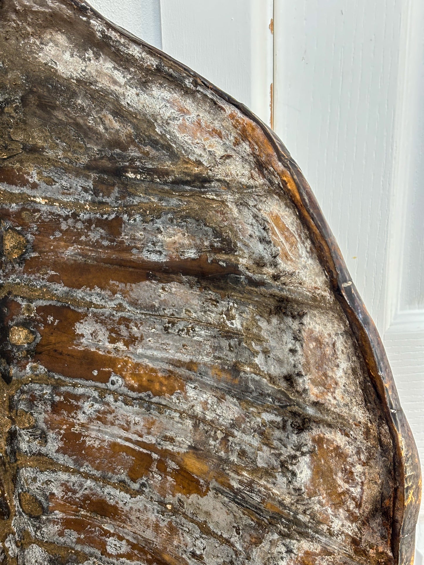 19th-Century Hawksbill Turtle Shell and Skull (Eretmochelys imbricata)